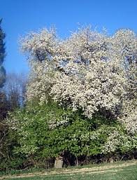 Attēlu rezultāti vaicājumam “Malus sylvestris”