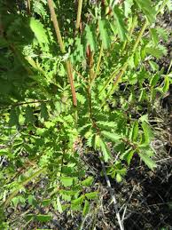 Attēlu rezultāti vaicājumam “Poterium sanguisorba”