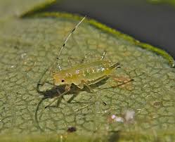 Attēlu rezultāti vaicājumam “Drepanosiphum platanoidis”