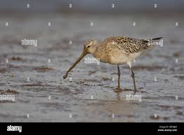 Attēlu rezultāti vaicājumam “Limosa lapponica adult”