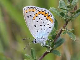 Attēlu rezultāti vaicājumam “Plebejus argus / Plebejus idas”