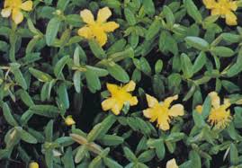 Attēlu rezultāti vaicājumam “Hypericum perforatum leaf”