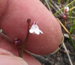 Attēlu rezultāti vaicājumam “Lentibulariaceae”