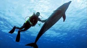 Image result for Durley Dolphin Diver