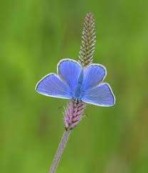 Attēlu rezultāti vaicājumam “Polyommatus icarus male”