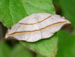Attēlu rezultāti vaicājumam “Drepanidae”