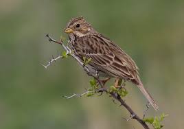 Image result for Emberiza calandra
