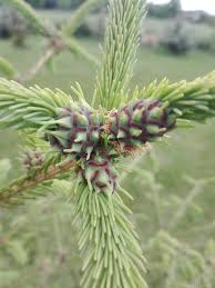 Attēlu rezultāti vaicājumam “Sacchiphantes abietis”