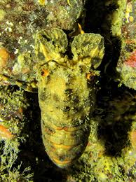 Image result for Peninsula Sub Aqua