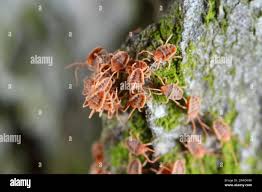 Attēlu rezultāti vaicājumam “Bryobia praetiosa”