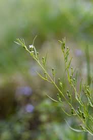 Attēlu rezultāti vaicājumam “Thesium ebracteatum”