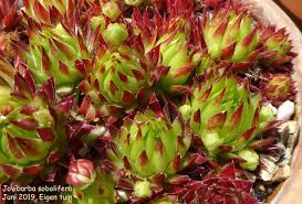 Attēlu rezultāti vaicājumam “Jovibarba globifera bud”