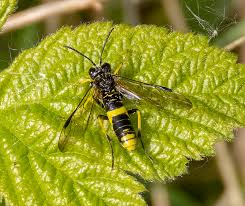 Attēlu rezultāti vaicājumam “Tenthredo scrophulariae exuvia”