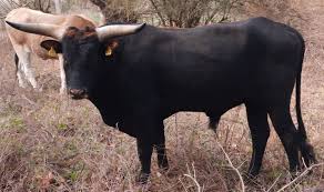 Attēlu rezultāti vaicājumam “Bos primigenius taurus”