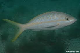 Image result for Ocyurus chrysurus