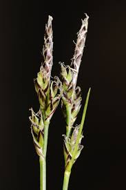 Attēlu rezultāti vaicājumam “Carex ornithopoda fruit”