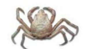 Image result for Hyas araneus