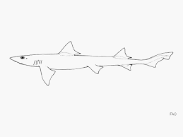 Image result for Mustelus antarcticus