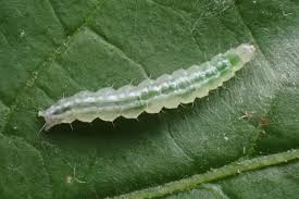 Attēlu rezultāti vaicājumam “Anania coronata”