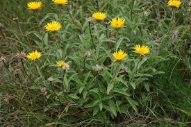 Image result for Inula hirta
