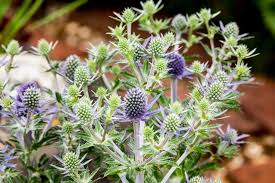 Image result for Eryngium `Blue Hobbit`