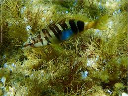 Image result for Serranus scriba