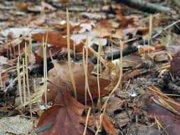 Attēlu rezultāti vaicājumam “Macrotyphula juncea”