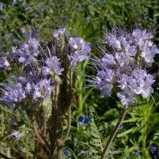 Attēlu rezultāti vaicājumam “Phacelia tanacetifolia flower”