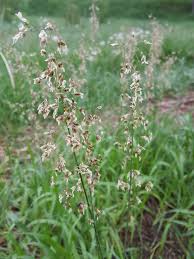 Attēlu rezultāti vaicājumam “Hierochloe odorata flower”