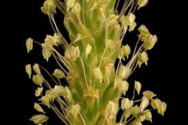 Attēlu rezultāti vaicājumam “Plantago major flower”
