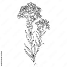 Attēlu rezultāti vaicājumam “Helichrysum arenarium bud”