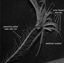 Attēlu rezultāti vaicājumam “Cribraria tenella stalked”