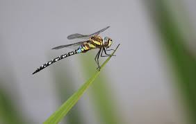 Attēlu rezultāti vaicājumam “Aeshna mixta”