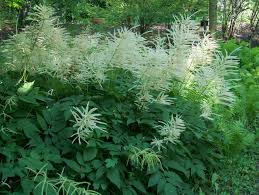 Image result for Aruncus dioicus