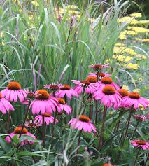 Image result for Echinacea Lustre hybrids