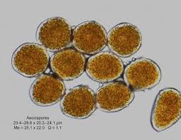 Attēlu rezultāti vaicājumam “Puccinia poarum”