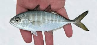 Image result for Caranx crysos