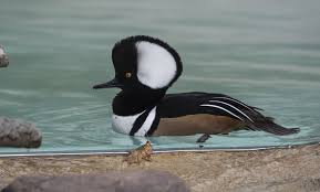 Attēlu rezultāti vaicājumam “Mergus merganser male”