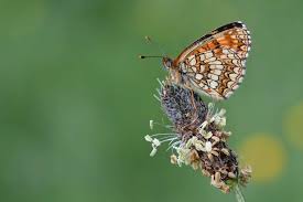 Attēlu rezultāti vaicājumam “Melitaea diamina underside”