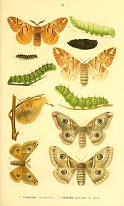 Attēlu rezultāti vaicājumam “Saturnia pavonia eggs”