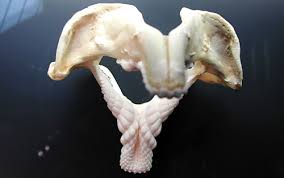 Image result for Heterodontus portusjacksoni