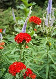 Image result for Lychnis chalcedonica `Dusky Salmon`