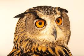 Attēlu rezultāti vaicājumam “Bubo bubo”