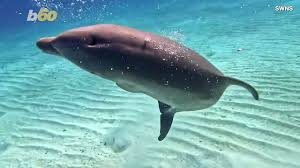 Image result for Durley Dolphin Diver