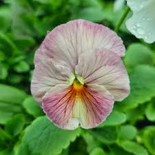 Image result for Viola wittrockiana