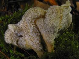 Attēlu rezultāti vaicājumam “Sistotrema confluens”