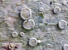 Attēlu rezultāti vaicājumam “Lecanora albella”