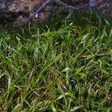 Attēlu rezultāti vaicājumam “Ranunculus flammula”