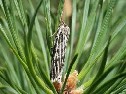 Attēlu rezultāti vaicājumam “Coscinia cribraria imago”