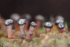 Attēlu rezultāti vaicājumam “Diderma tigrinum”